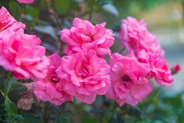 Blooming pink roses in the garden