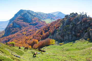 Autumn in Pollino National Park, southern Italy.
