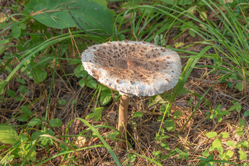 Umbrella variegated, or large (Macrolepiota procera)
