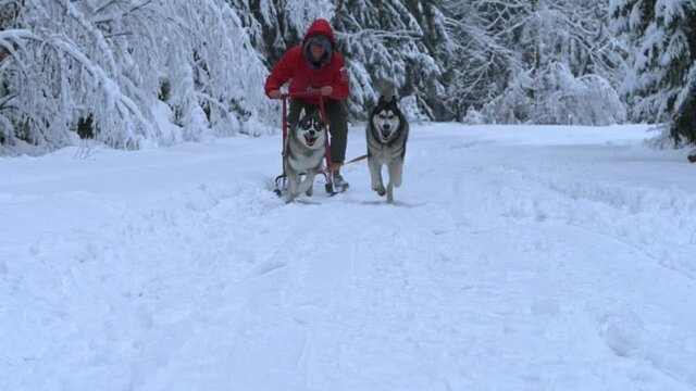 Man riding a sled, dragged by Husky dogs, towards the camera, on a overcast, winter day, - Slow motion shot