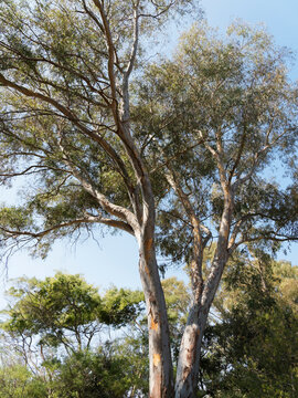 Tall Southern blue gum or eucalyptus globulus branches with lance-shaped dark green foliage, falcate and lanceolate leaves, primary source of eucalyptus oil
