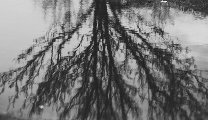 black and white photo of tree reflection in water