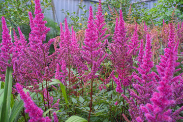 flowers in the garden