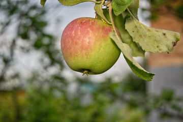 apples on tree