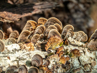 Sun shining on fan shaped saprophyte decomposers found on log in forest.