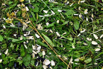 Obraz premium sunflower seed husks on the grass