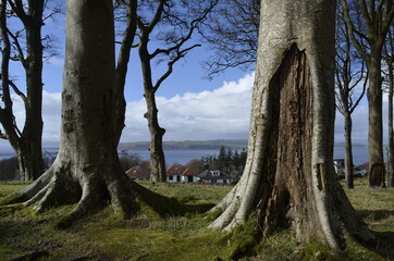 Wise Old Tree