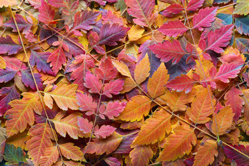 Naklejka na ściany i meble Autumn background with multicolored leaves. Fallen leaves of Goldenrain Tree.