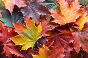 Naklejka na ściany i meble Fallen Maple leaves. Autumn background with colorful leaves.