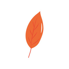 autumn leaf icon, flat style