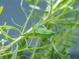 Close up of Swallowtail chrysalis attached to lavender plant with silk tether.