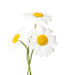 Three flowers of Chamomile ( Ox-Eye Daisy ) isolated on a white background.