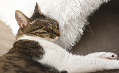 Cat sleeping at fluffy pillow