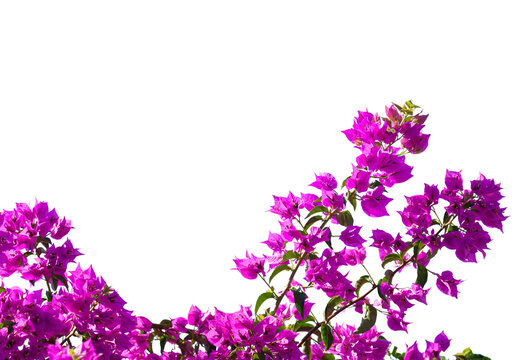 Blooming  Bougainvillea of magenta color isolated on white background. Selective focus.