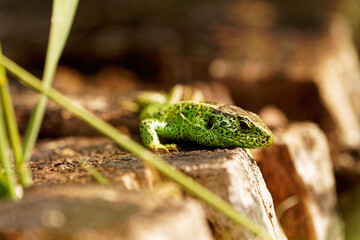 Zauneidechse, Lacerta agilis