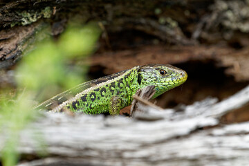 Zauneidechse, Lacerta agilis