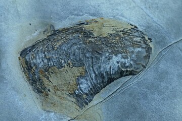Fossile Muschel Hoernesia socialis aus der Trias.
