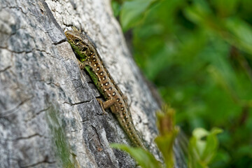 Zauneidechse, Lacerta agilis