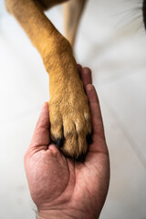 dog and owner hand and paw