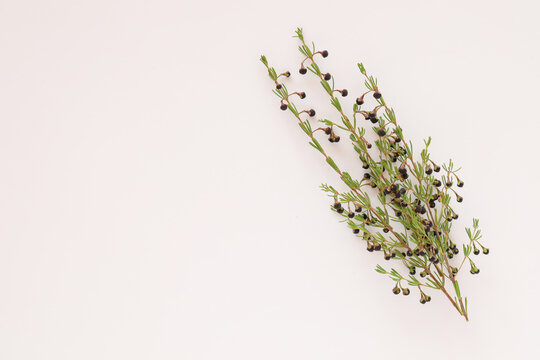 Closeup of sprigs of boronia stems under the lights isolated on a white background