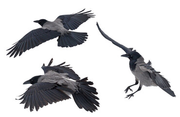 grey large isolated three crows flight