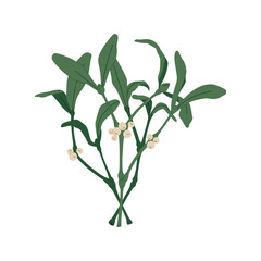 Green mistletoe brunch with white berries in flat cartoon style, holiday kiss. Holly Christmas traditional symbol. Vector illustration isolated on white background. 