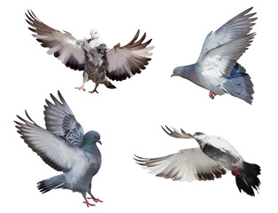 isolated four pigeons in flight