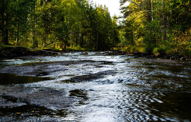 River stream running quietly through a boreal forest.