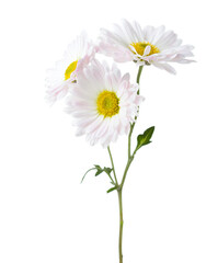 Twig with three flowers of  Chrysanthemum isolated on white background.