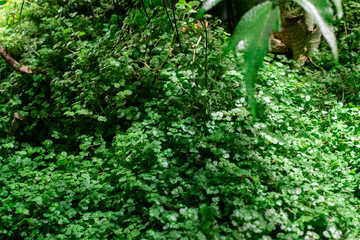 small creeper of some green and reddish branches having small closed buds of flowers