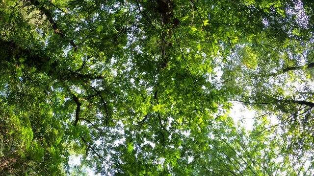 alberi