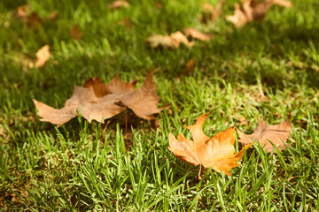 fallen leaves on the grass. autumn nature background