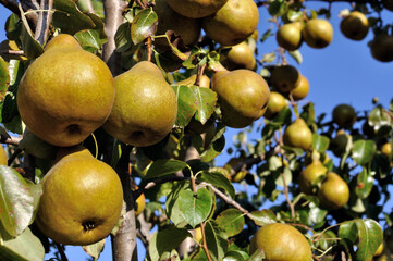 closeup of growing pears on a tree in the orchard