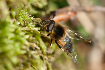Close-up hoverfly or flower fly nectaring or hovering at moos