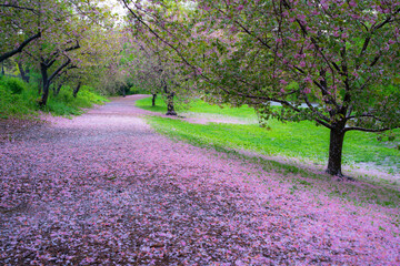 Myriad of fallen Cherry petals cover the footpath under the rows of Cherry trees in the rainy morning at Central Park New York City NY USA on May 05 2019.