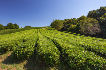 Fototapeta na wymiar Beatiful landscape of tea plantation. View on agricultural field of Tea with beautiful geometric shapes grown in a tropical humid climate. Agrotourism ideas. Macesta, Sochi