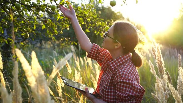 Woman farmer with digital tablet checking apples in orchard on a smart organic farm. 