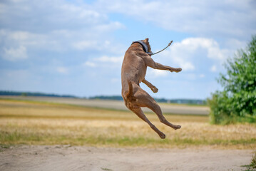 Obraz na płótnie Canvas American Pit Bull Terrier plays jumping for a ball on a summer field.