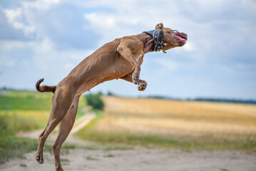 American Pit Bull Terrier plays jumping for a ball on a summer field.