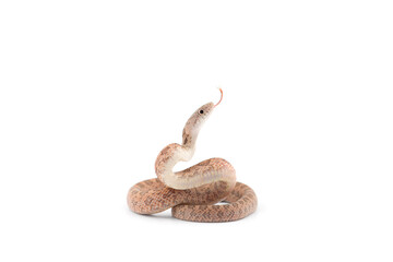 Aggressive Rat snake attack pose isolated on white background