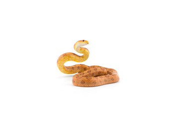 Aggressive Rat snake attack pose isolated on white background
