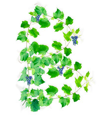 English letter B from grape branches