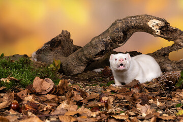 White European mink or nerts from a fur farm in an autumn forest landscape