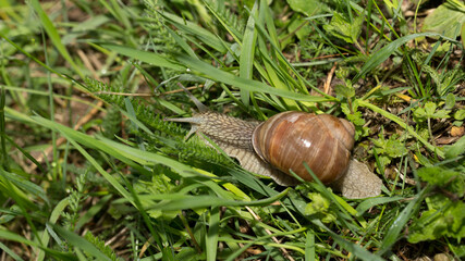 Grape snail early morning