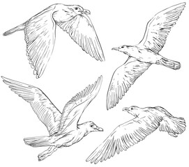 Set of hand drawn seagulls, black and white