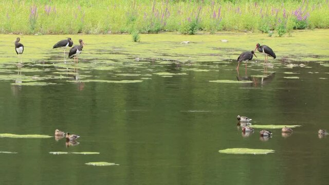F&uuml;nf Schwarzst&ouml;rche (Ciconia nigra) am Edersee
