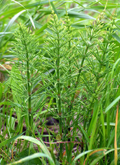 Horsetail field (Equisetum arvense) grows in nature.