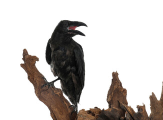 Beautiful common raven perched on wood against white background
