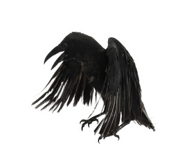 Beautiful black common raven on white background