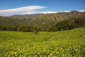 Fototapeta na wymiar Beatiful landscape of tea plantation. View on agricultural field of Tea with beautiful geometric shapes and mountains, grown in a tropical humid climate. Agrotourism ideas. Macesta, Sochi
